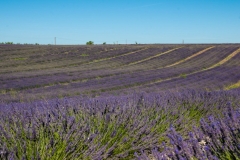 Valensole