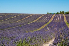 Valensole-13