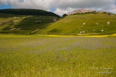 Castelluccio